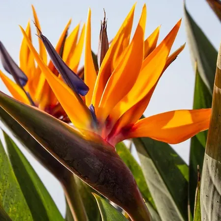 Acacia Арку-да-Кальета