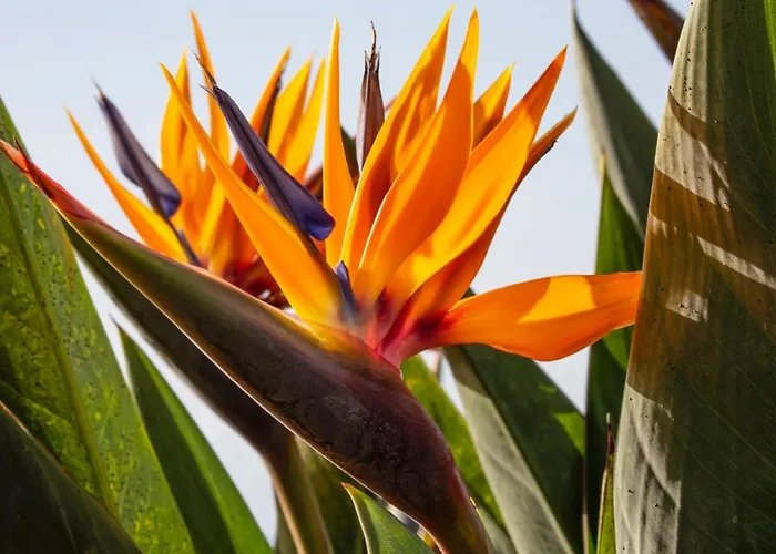 Acacia ארקו דה קלחטה